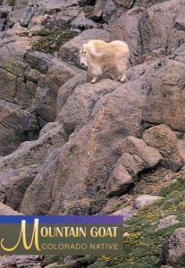 Mountain Goat in Colorado