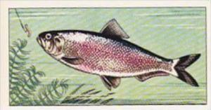 Badshah Tea Trade Card Fish &  Bait No 19 Allis Shad