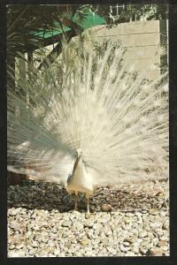 White Peacock Post Card PPC1425