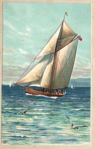 Vintage Postcard 1909 Group Of Sail Boats Sailing Waterfront Scene Transpo.