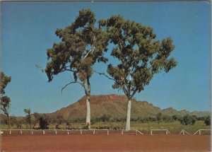 Australia Postcard - Australian Trees, Twin Ghost Gums, Hermannsburg Rd RR20638