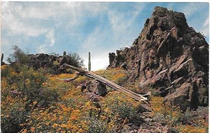 US Arizona  Fallen Giant Saguaro.  At Picacho Peak State Park.