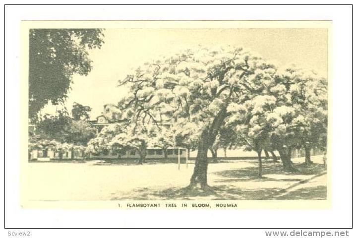 Tree in bloom, Noumea, New Caledonia, 20-30s