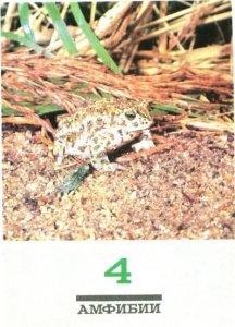 152790 Natterjack Toad FROG Bufo Old PHOTO PC