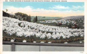 Prune Orchard at Blossom Time near Salem - Salem, Oregon OR  