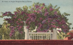 Vintage Postcard 1954 An Arbor of Purple Bougainvillea Flowers Blooms in Florida