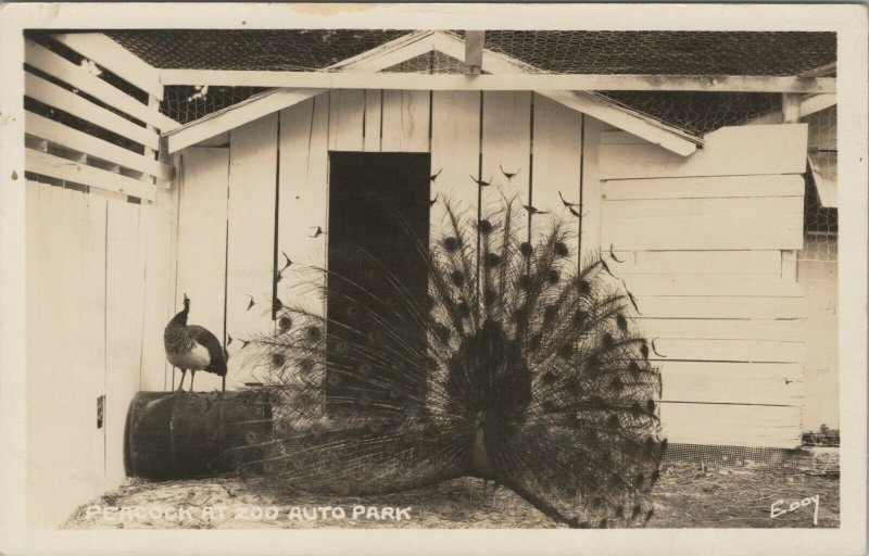 RPPC Peacock Zoo Auto Park Oregon Eooy DOPS photo postcard G44 