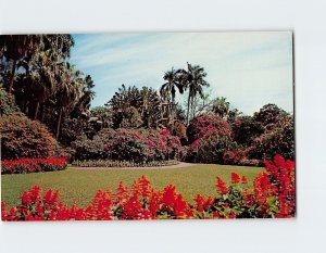 Postcard Tall palms and colorful hedges, Sunken Gardens, St. Petersburg, Florida