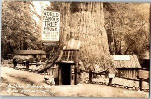 RPPC At Lilley Redwood Park, Redwood Hwy Roadside CA Vintage Postcard A55