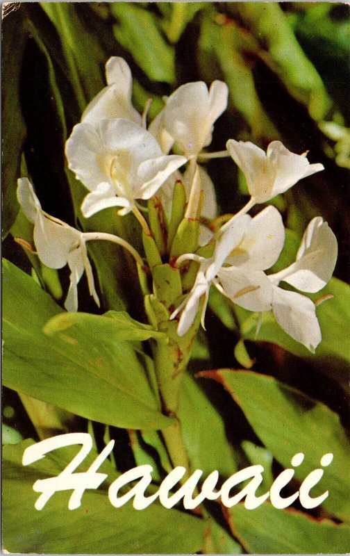 Close View Hawaii White Ginger Flower Fully Bloomed Native India Postcard Unused 