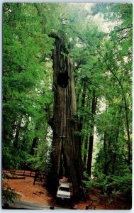 Postcard - Original Drive-Thru Tree, Shrine Park - Myers Flat, California 