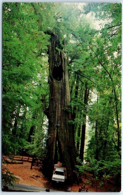 Postcard - Original Drive-Thru Tree, Shrine Park - Myers Flat, California 