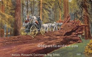 Fallen Monarch, California Big Trees California, USA Logging, Timber Unused 