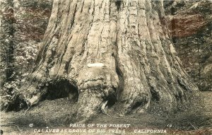 Postcard RPPC California Calaveras Grove Big Tree 1940s Redwood Sequoia 23-7849