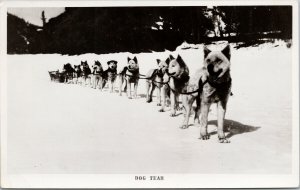 Dog Team Sled Dogs Canadian Real Photo Postcard E99