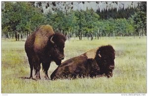 Buffalo in the Plains, 40-60's