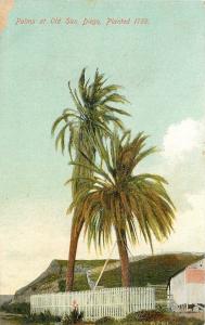 San Diego California~Fenced in Palm Trees~Planted 1769~Farm Barn~1910