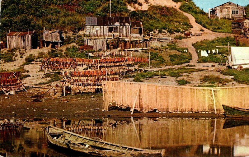 Alaska Drying Salmon On The Kobuk River