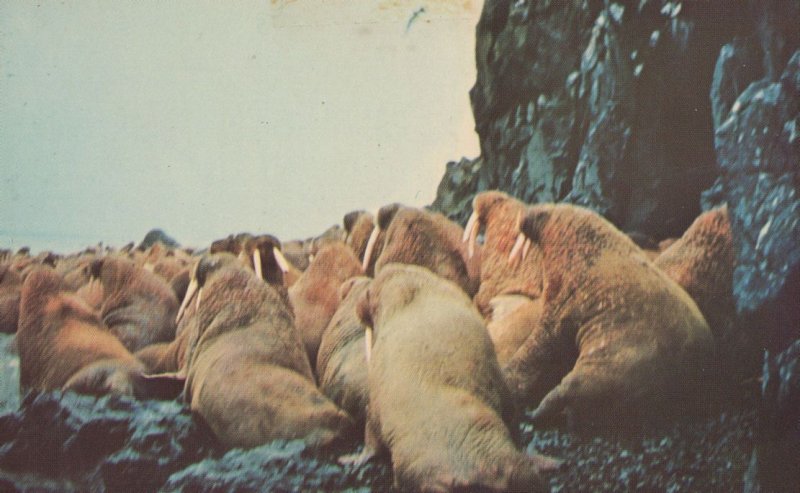 Walrus Island Alaska Rare 1960s Postcard