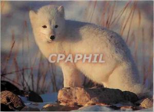  Fuchs der modernen Postkarte arktischer (Alopex Lagogus) Churchill (Manitoba Ka