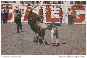 Canada Junior Steer Riding Calgary Stampede Calgary Alberta