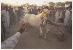 Ed Kashi Punjab Pakistan Donkey Animal Beaten Award Photo Postcard