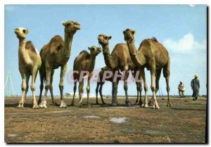 Postcard Modern Tunisia Camels posing for the photographer