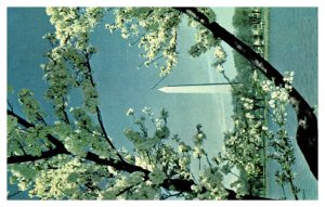 Postcard DC - Washington Monument through Cherry Blossoms