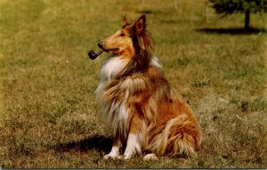 Dogs Collie With Pipe The Intellectual Type