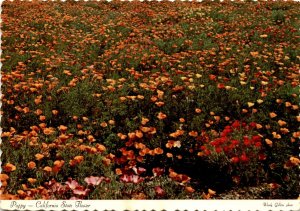 Poppy, Woody Gillette, GILLCO SALES, Lompoc, California, D Postcard