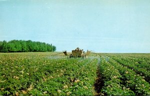Canada New Brunswick Potatoes In Bloom and Spraying In The Upper Saint John R...