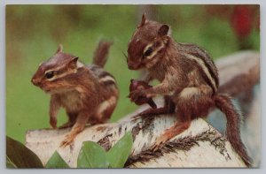 Animal~Close Up Cute Chipmunks~2 Buddies Hold Acorn~1960s Vintage Postcard 