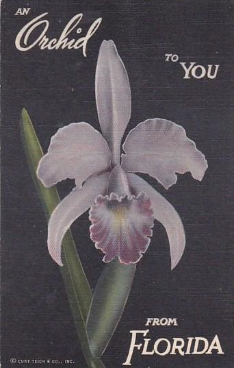 An Orchid To You Mead Botanical Gardens Orlando Florida Curteich