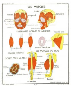 Face Arm Shoulder Joint Muscles Biology Old School Wall Chart Postcard