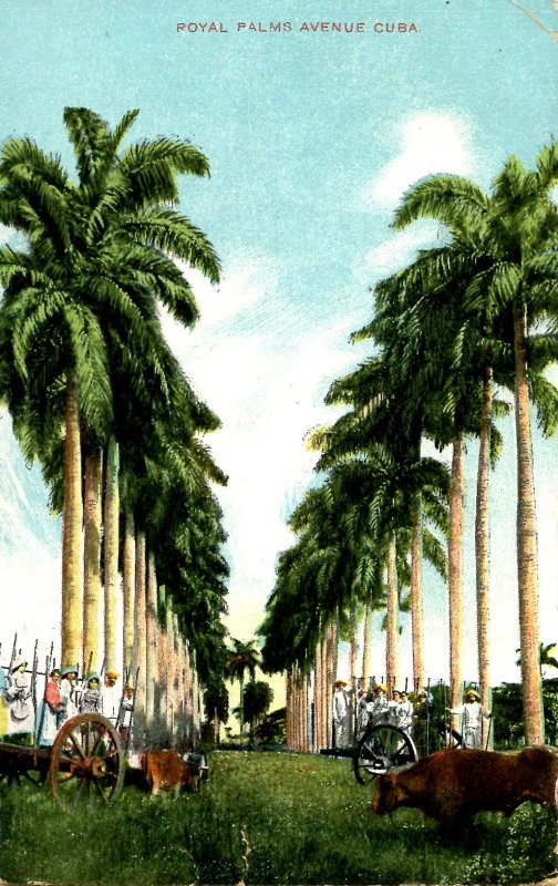 Cuba - Royal Palms Avenue