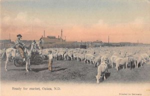 Oakes North Dakota Sheep Ready for Market Postcard AA41442