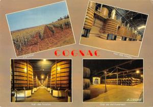 BT10930 vignobles charentais Cognac          France