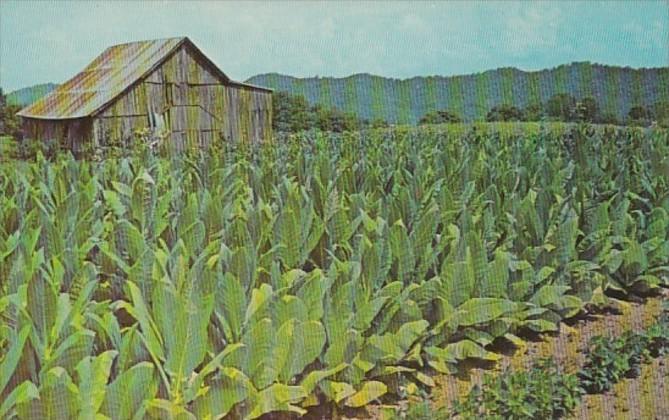 Tobacco Ready For Harvest In The South