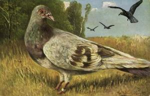 Pigeon Dove, Bird Postcard (1910s) Artist Signed (1)