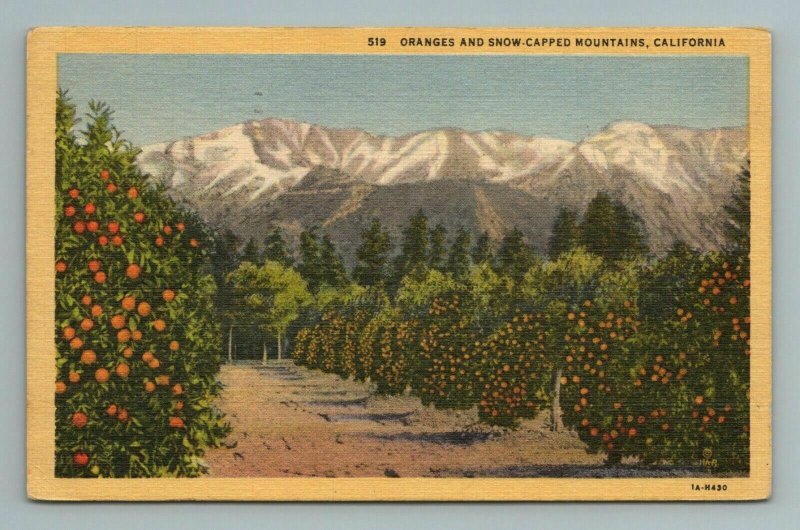 Orange Grove Snow Capped Mountains California Postcard