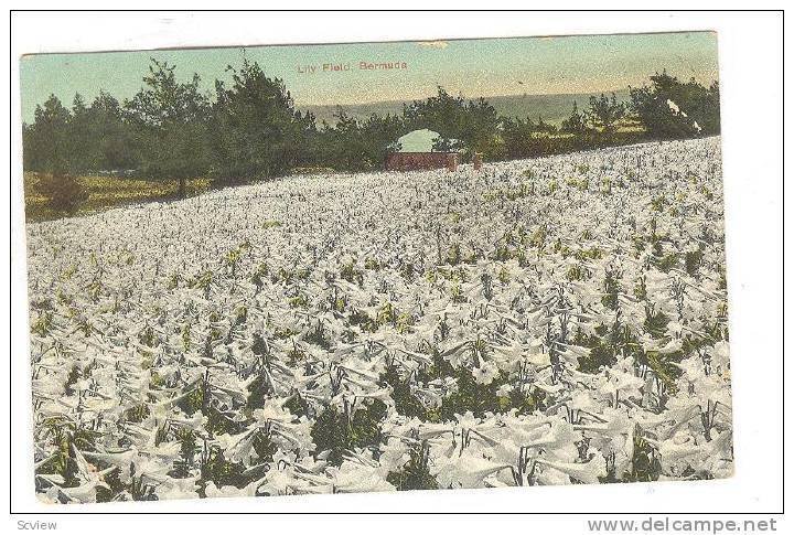 Scenic view, Lily Field, Bermuda, 00-10s