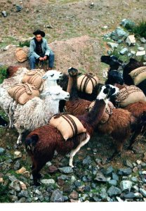 VINTAGE CONTINENTAL SIZE POSTCARD HERD OF LLAMA AND SHEPHERD AT CUZCO PERU