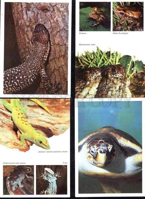 035851 REPTILES Frog Turtle Snakes etc. Collection 22 cards