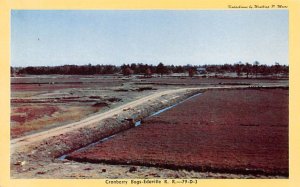 Cranberry Bogs, Edaville RR Cape Cod, Massachusetts, USA Unused 