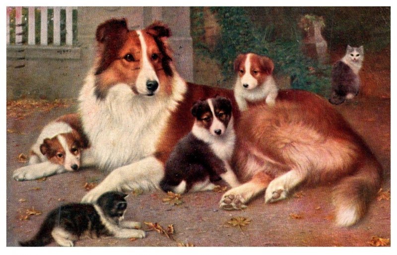 Dog ,    Collie Mother with Puppies