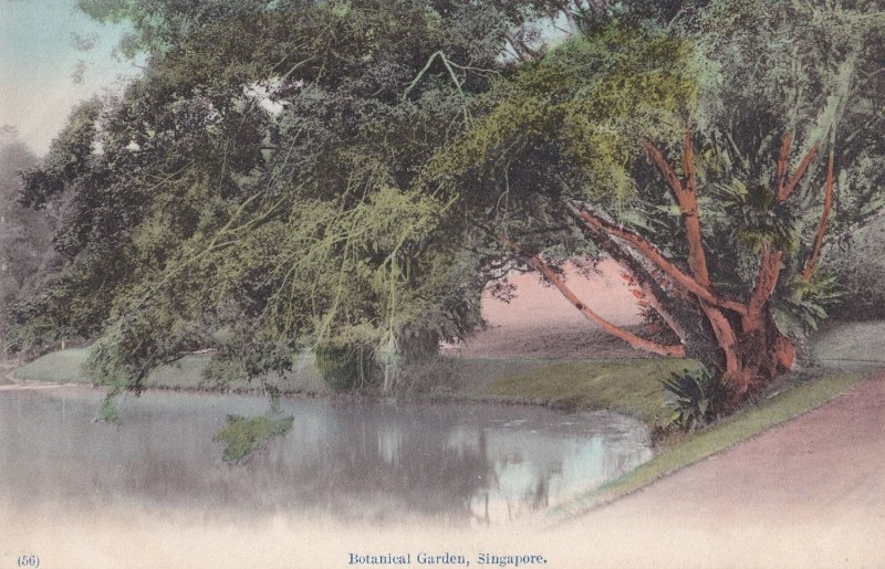 Botanical Gardens Singapore Antique Postcard