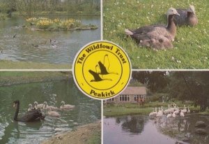 Wildfowl Trust Peakirk Cambridge Black Swan Emperor Goose Flamingoe Postcard