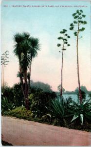 SAN FRANCISCO, CA California CENTURY PLANTS GG PARK  c1910s  Mitchell   Postcard