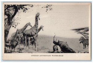 c1920's African Water Hole Field Museum Natural History Chicago IL Postcard 