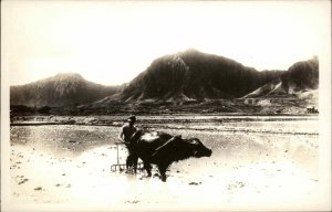 Honolulu Hawaii HI Farmer Water Buffalo Plows Rice Fields Real Photo Postcard